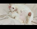 ふかふかウチューネコ、羽毛に包まれた思い出