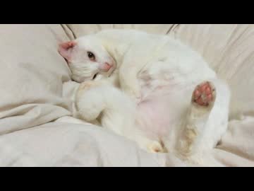 ふかふかウチューネコ、羽毛に包まれた思い出