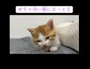 なぜか眠気に耐える子猫