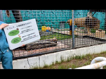 釧路市動物園　屠体給餌