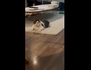 とりちゃん