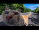 【感動】絶景展望所に住む茶トラさん、帰ろうとすると健気についてくるｗｗｗ【猫動画】