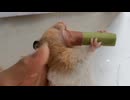 ホモと見るハムスターの頬袋