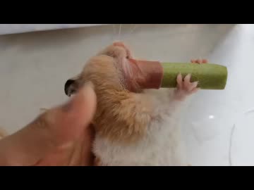 ホモと見るハムスターの頬袋