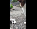 これが猫島の日常…？路上でゴロゴロする猫たちに癒される