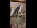 オカメの日常 なかなか歌わない日