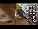 テチテチ歩く、オカメインコ長老なな。今日も今日とて謎の主張ｗｗｗ