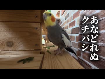 テチテチ歩く、オカメインコ長老なな。今日も今日とて謎の主張ｗｗｗ