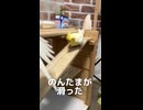 【爆笑】オカメインコのんたま。盛大に滑るの巻ｗ