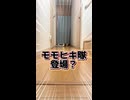 迫り来るモモヒキ隊‼️散々走るオカメインコをみて❤️