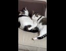 弟の＊保護
