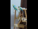 インコといんこのおもちゃ　ショート動画　2026 6 28