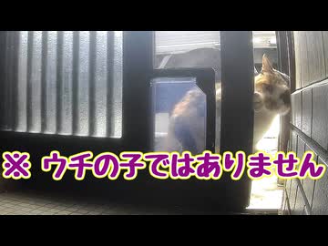 人の家 勝手に開ける【よその子】 【元野良猫】