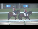 【2026 北海道トレーニングセール】公開調教第2クルー