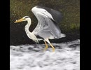 アオサギの狩りと意外なハプニング【野鳥観察】