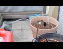 自動水やり機をESP32で作ってみた。みずポンMark1 2026年