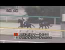【2026 千葉サラブレッドセール】 公開調教第3組