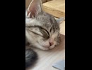 気持ち良さそうに寝ている子猫
