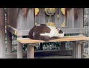 社でくつろぐハチワレのハチちゃん