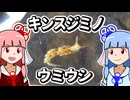 【ウミウシ解説】あらすじうれすじ　きんのすじ【琴葉姉妹の磯遊び】