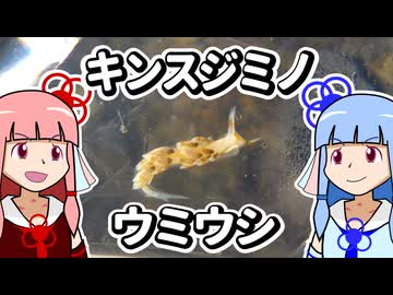 【ウミウシ解説】あらすじうれすじ　きんのすじ【琴葉姉妹の磯遊び】