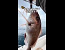 【100均の本気】ダイソータイラバで良型真鯛を釣ってみた【検証】