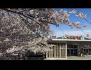 南小樽駅での満開桜。春爛漫の光景は見応え満点 - 2026年4月29日 (Full HD)