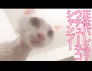 ウチューネコ、稀少なシャンプーシーン