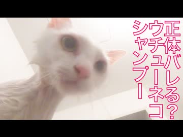 ウチューネコ、稀少なシャンプーシーン