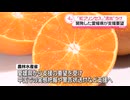 ブランドみかん　紅プリンセス　中国にパクられる