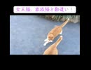 ボス猫、女王猫に仕掛けれられる