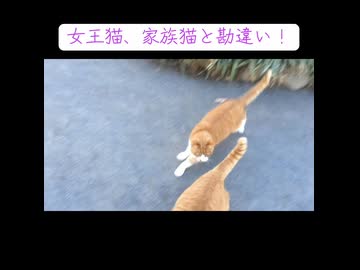 ボス猫、女王猫に仕掛けれられる