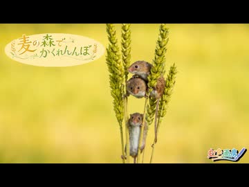 麦の森でかくれんぼ / 虹色画房 / feat.GUMI（ちょっぴり音街ウナ）
