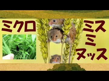 【LyricVideo】ミクロミスミヌッス / ななしのめっち