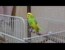 メイちゃんが鳴いてるところが撮れました。