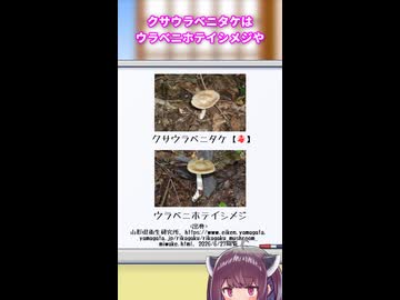 東北きりたんと手短に学ぶ毒キノコ解説：クサウラベニタケ