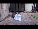 【神秘】夕暮れの神社参道で猫に話しかけられた件