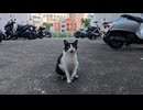 日曜夕方の飲み屋街の路地裏で出会った猫ちゃん、顔を見るなり何か話しかけてきた