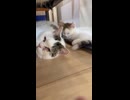 ソファーの下で寝ているニャンズ