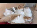 爪研ぎの中でくっついて寝ているニャンズ