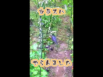 カラスにやられました