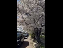 新琴似安春公園にて咲き誇る桜の光景 - 2026年4月29日 (Short video)