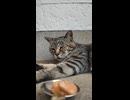 自販機前で寝てた猫、ちゅーる察知して秒で起きる