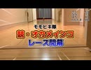 【検証】競・オカメインコ‼️４名を並べて走らせたらとんでもない結果に…