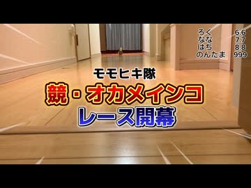 【検証】競・オカメインコ‼️４名を並べて走らせたらとんでもない結果に…