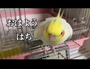 【オカメ】はち。挨拶の練習してたはずが…突然の謎歌に草不可避ｗ