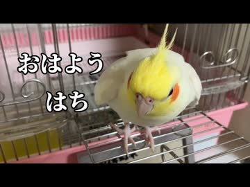 【オカメ】はち。挨拶の練習してたはずが…突然の謎歌に草不可避ｗ