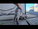 【猫あるある】逃げる猫、様子見の猫、動じない猫！個性が面白すぎたｗ