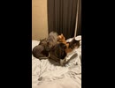 【猫動画】ちょっと通りますよ(強引)