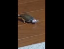 咥えて飛ぶキンカチョウのショート動画 2026 6 29